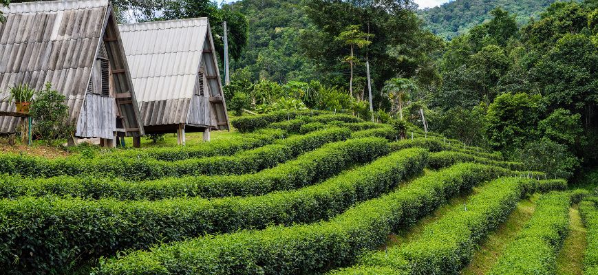 darjeeling- lamahatta- mirik